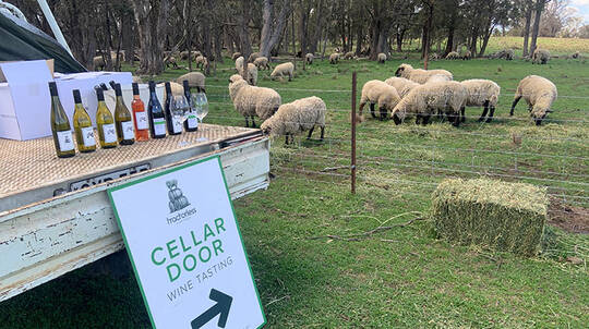 Experience Sustainable Winemaking at Tractorless Vineyard