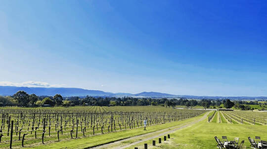 Yarra Valley Mystery Picnic Experience - 4.5 Hours