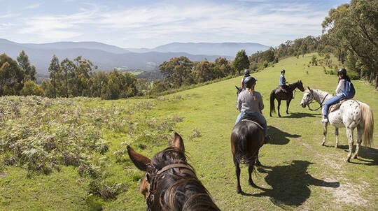 Yarra Valley Horse Trail Ride with Wine Tasting - 2.5 Hours