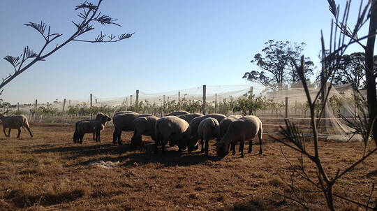 Experience Sparkling at Tractorless Vineyard - 2 Hours