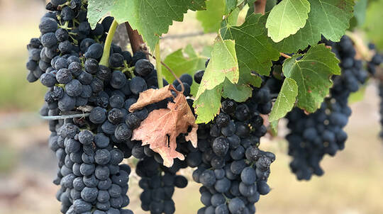Helicopter Flight and Lunch at De Bortoli Winery - For 2