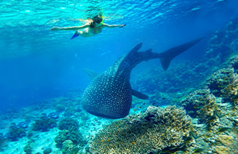 Things To Do in WA