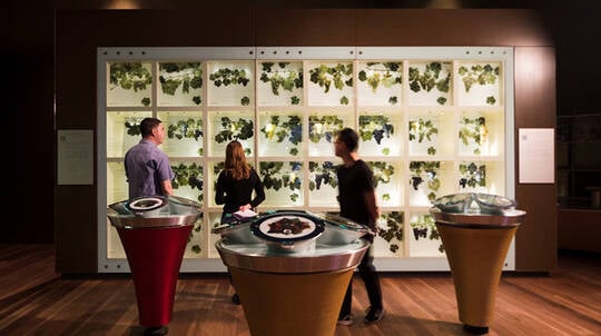 National Wine Centre Tour with Guided Tasting - 1.5 Hours